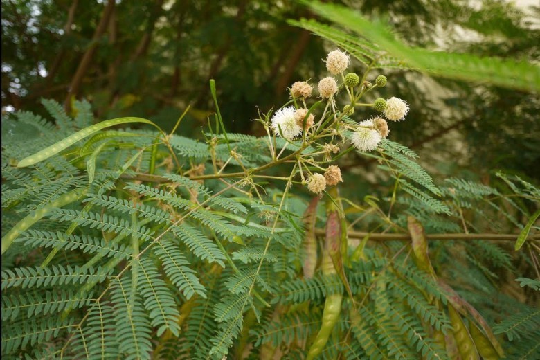 Cây Keo giậu. Leucaena Leucocephala - Cây Thuốc Nam Quanh Ta
